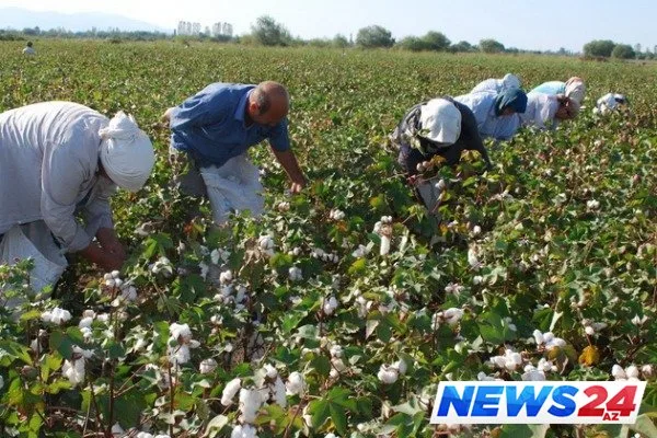 Zəhərlənməyə görə 5 məmur həbs edildi