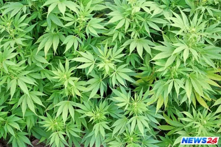 Oğuzda 3 tona yaxın çətənə kolu məhv edildi