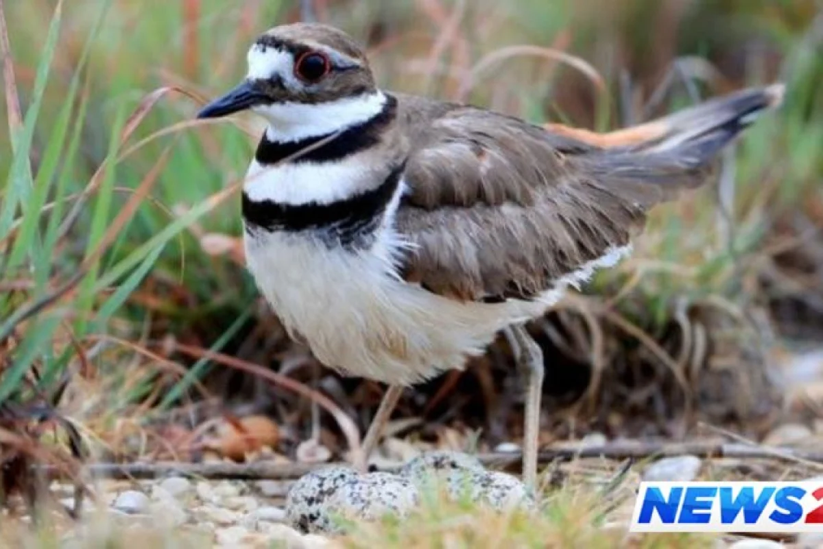 Bir quş yuvası - 10 minlərlə insanın qatılacağı festivalın gününü dəyişdi