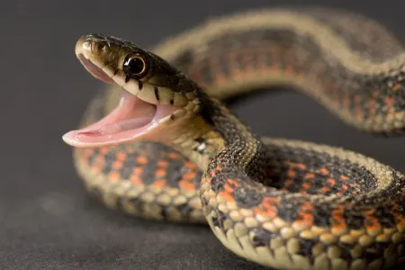 İlanlar bir ailəni evindən didərgin saldı - VİDEO