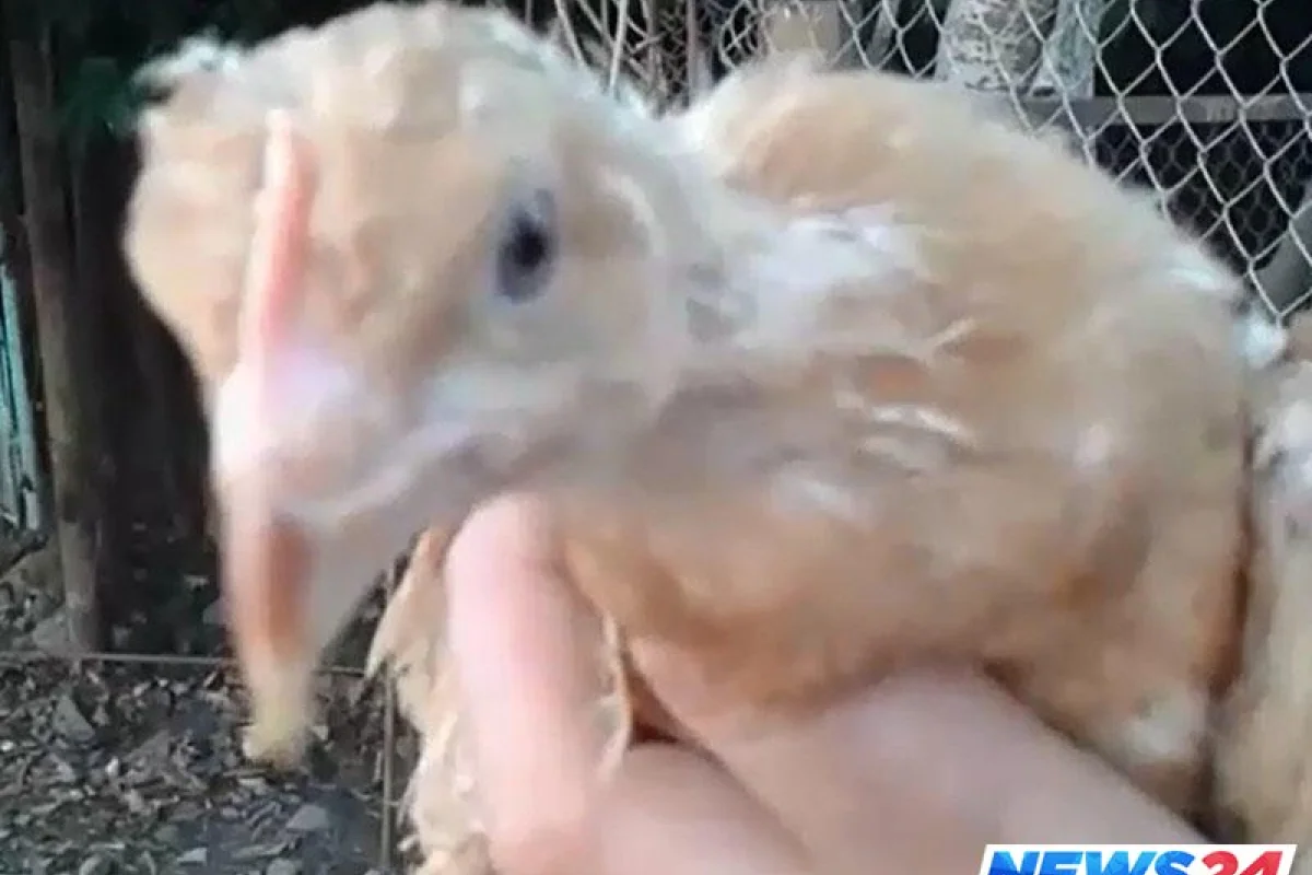 Lənkəranda qeyri-adi cücə -VİDEO