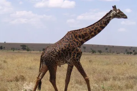 Zürafəni öldürdü, azmış kimi önündə şəkil çəkdirdi - Sosial şəbəkə bir-birinə qarışdı - FOTO