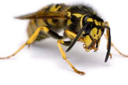 Eşşək arılarından bunu etməyi öyrəndilər - Çinlilərin kəşfi