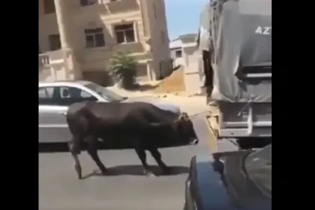 Bakıda heyvanı sürüyən sürücü CƏRİMƏLƏNDİ - VİDEO