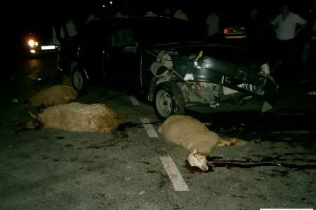 Çobanı və 57 baş qoyunu maşın vurdu
