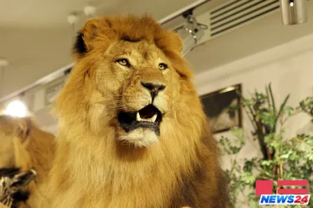 Evində şir saxlayan məşhur bakılı vəfat etdi - Maraqlı həyat hekayəsi