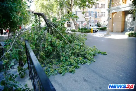 Bakıda şəhərin mərkəzində ağac aşdı, yol bağlandı - Əncam çəkən olmadı - FOTOLAR