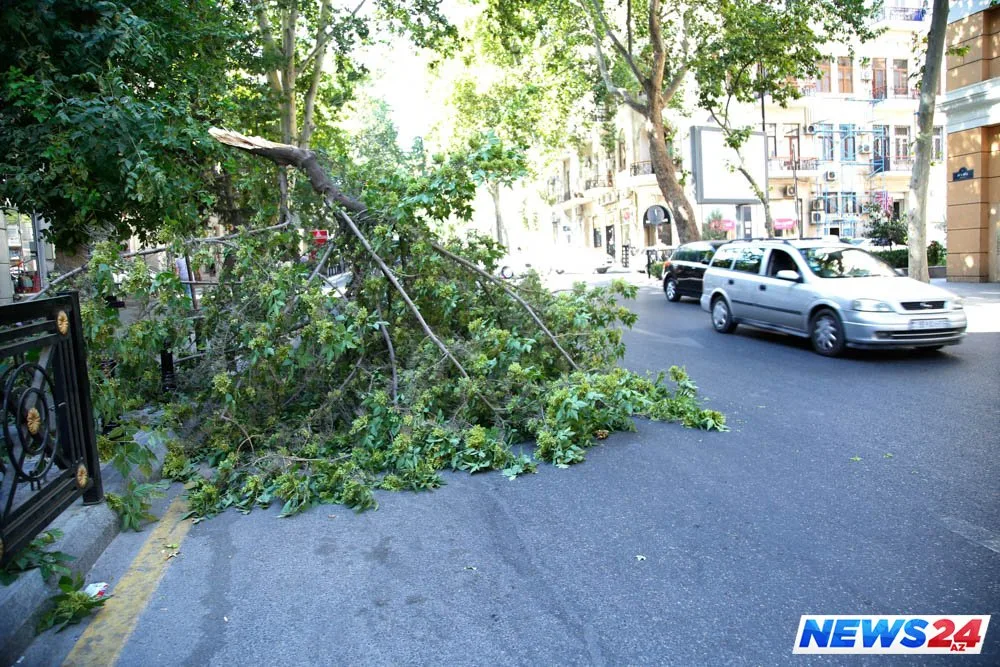 Bakıda şəhərin mərkəzində ağac aşdı, yol bağlandı - Əncam çəkən olmadı - FOTOLAR