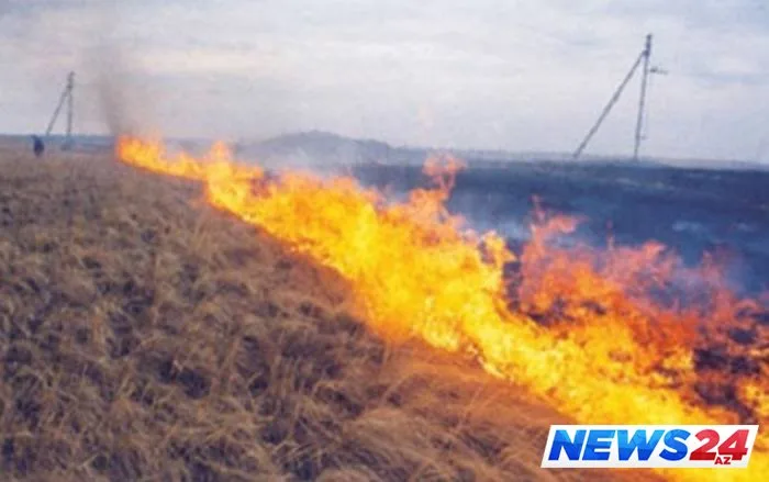 Göyçayda 100 hektar taxıl sahəsi yanıb