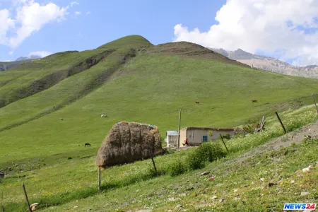 Ot yükləyərkən yıxılıb öldü