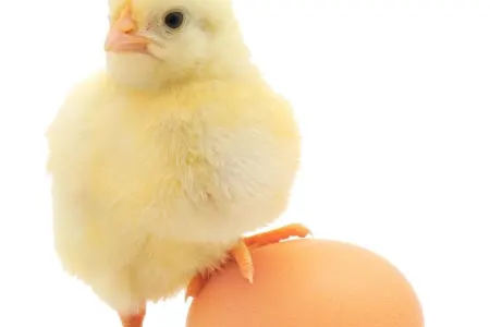 Yumurta və toyuq ətinin qiyməti bahalaşdı - SƏBƏB