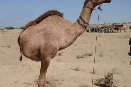 Minaya düşmüş və bədəninin yarısını itirmiş dəvə rəsmi milyonlarla baxış topladı