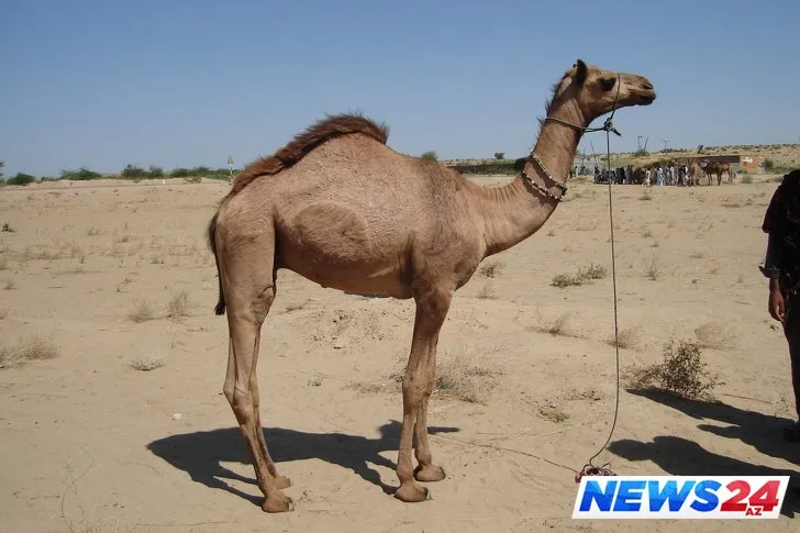 Minaya düşmüş və bədəninin yarısını itirmiş dəvə rəsmi milyonlarla baxış topladı
