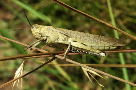Çəyirtkə yeməyə hazırsınızmı?