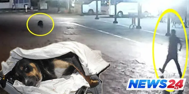 İti bıçaqladılar, sahibi xəstəxanalıq oldu, yol bağlandı...