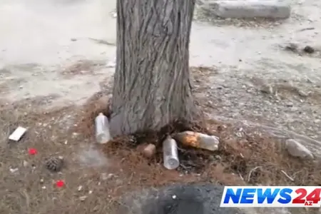 Ağacların “kislota” ilə qurudulması haqda - Rəsmi açıqlama