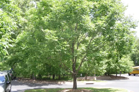 Ərəb turistə hörmətsizlik - Ağac kölgəsi 5 manat - VİDEO