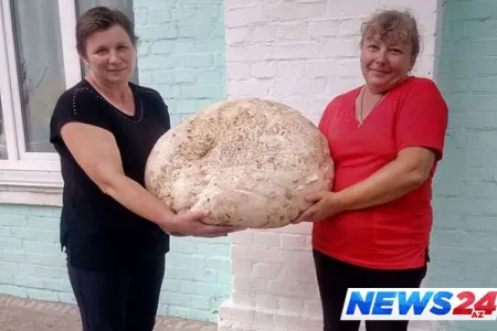 17 kiloqram çəkisi olan göbələk - Foto