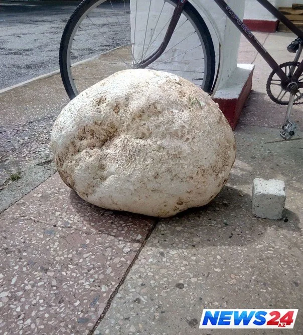 17 kiloqram çəkisi olan göbələk - Foto