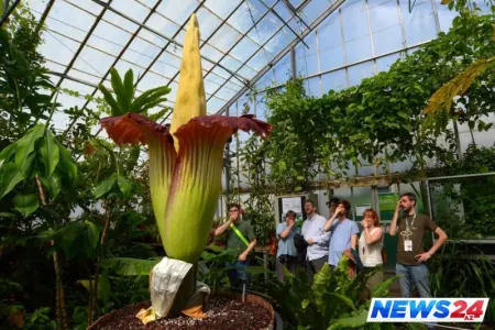 Bu çiçək ölmüş insan iyi verir- VİDEO