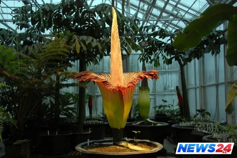 Bu çiçək ölmüş insan iyi verir- VİDEO