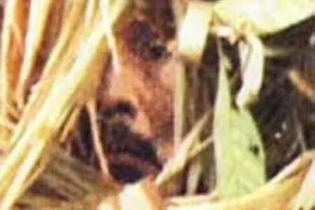 “Dünyanın ən yalqız adamı” – 22 ildə bir insanla belə görüşməyib - FOTOLAR