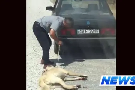 İti maşının arxasına bağlayıb sürüdülər – Video