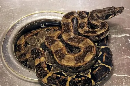 Azərbaycanda bu yay 54 nəfəri ilan sancıb