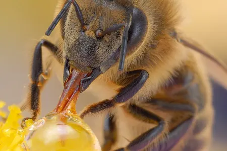 Bakı sakini arı sancmasından ölüb