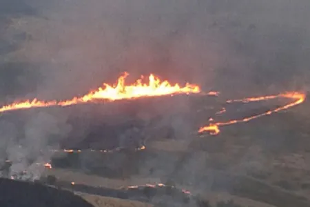 Siyəzəndə başlayan yanğın qonşu rayonlara keçdi - Heyvanlar və quşlar tələf oldu - Fotolar