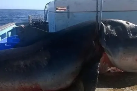 Oğrular akulanı uşaq arabasına qoyub, qaçırdılar