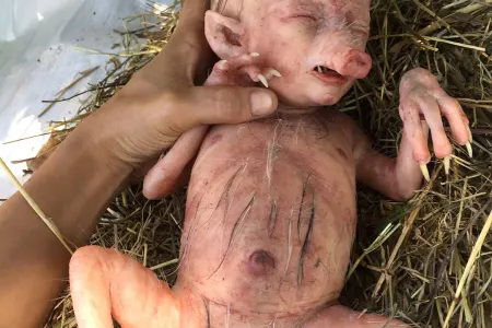 Donuz, insan doğdu? - FOTOLAR