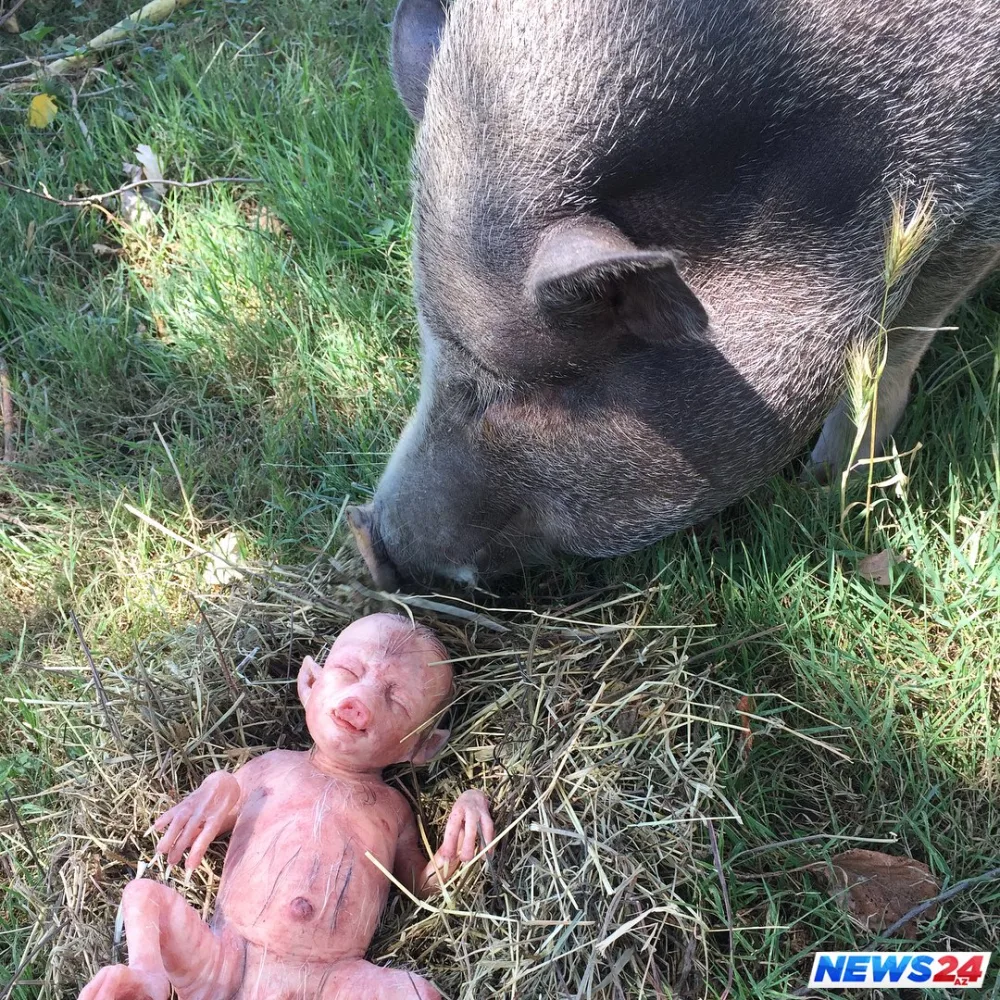 Donuz, insan doğdu? - FOTOLAR