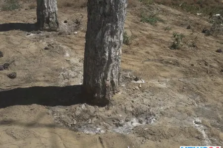 Bakıda ağacın dibinə yandırıcı maddə tökən şəxs cərimələnib