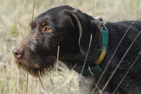 İt anasının gözü önündə körpənin üzünü yedi 