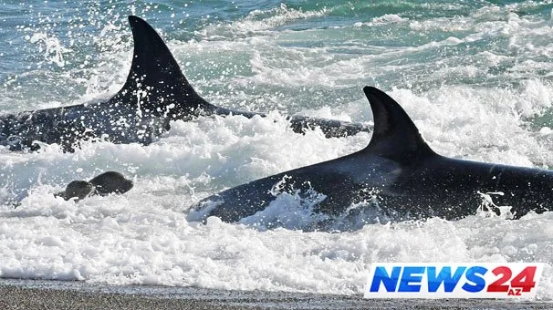 Ana balina ölən balasından doya bilmədi, hətta bir həftə...