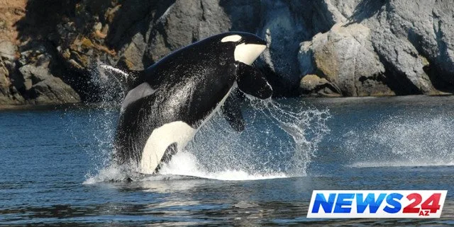 Ana balina ölən balasından doya bilmədi, hətta bir həftə...