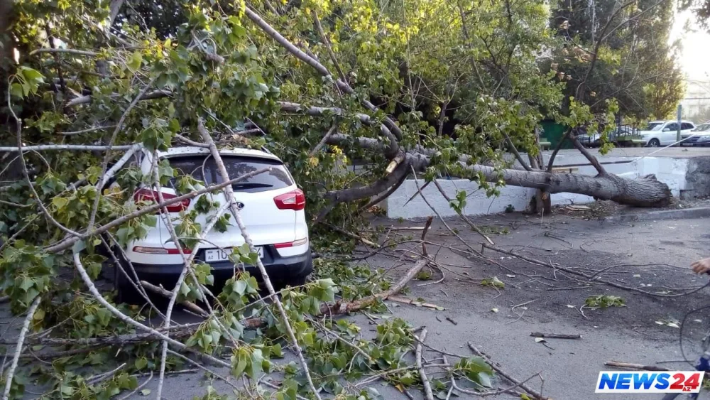 Bakıda ağac maşının üstünə aşdı - Fotolar