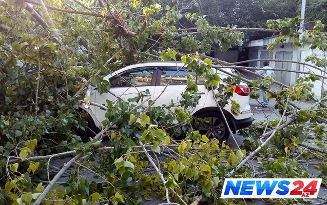 Bakıda ağac maşının üstünə aşdı - Fotolar