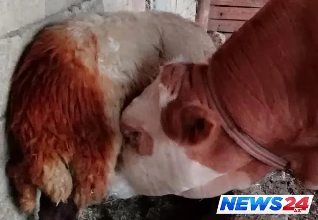 Qoyunun südü azaldıqca şübhələndi, izlədi və tövlədə gördüklərinə inanmadı - FOTO