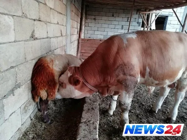 Qoyunun südü azaldıqca şübhələndi, izlədi və tövlədə gördüklərinə inanmadı - FOTO