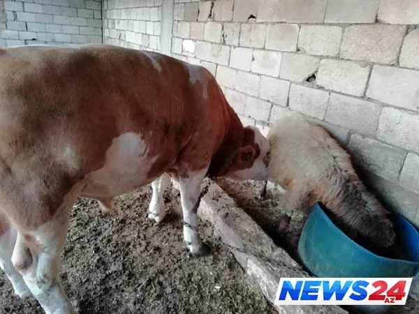 Qoyunun südü azaldıqca şübhələndi, izlədi və tövlədə gördüklərinə inanmadı - FOTO