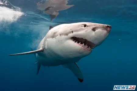 Akula turisti parçalayaraq öldürdü