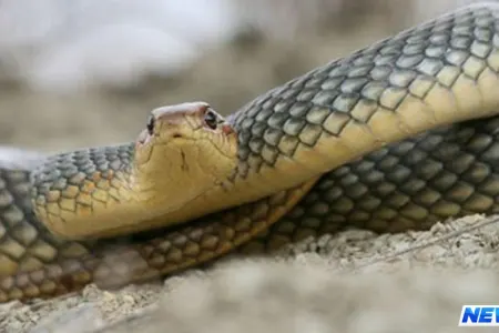 “Tarqovı”da ilan peyda oldu – Video