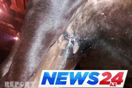 Dəhşət -Azərbaycanda 40 baş inəyin süd vəzisini kəsdilər- FOTO