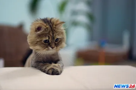 DƏHŞƏT - Qadın pişiyi diri-diri yeməyə çalışdı - VİDEO