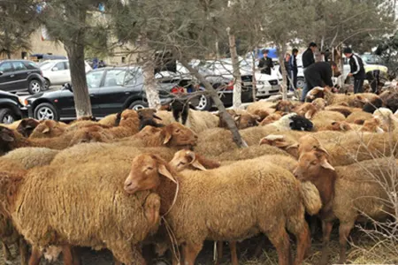 Qurban bayramı ilə əlaqədar heyvan kəsimi üçün ən optimal yerlər müəyyən olunub