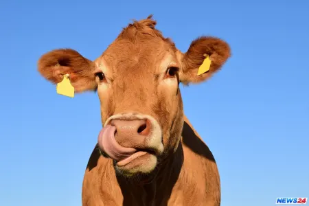 Baş baytar heyvanların süd vəzilərinin kəsilməsindən danışdı