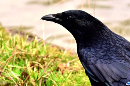 Zibil toplamaq üçün qarğaları işə götürdülər — VİDEO