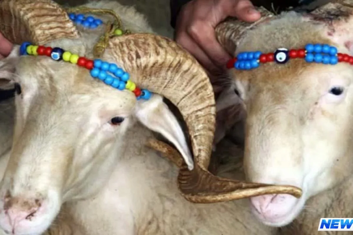 Qafqaz Müsəlmanları İdarəsinin Qurban bayramı münasibətilə tövsiyələri